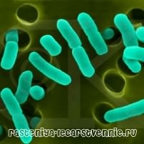 Бактерии в природе вредные и полезные для человека
