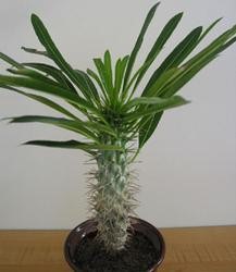 Пахиподиум или Мадагаскарская пальма, вредные растения