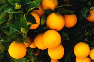 апельсин польза и вред