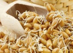 зародыши пшеницы польза и вред